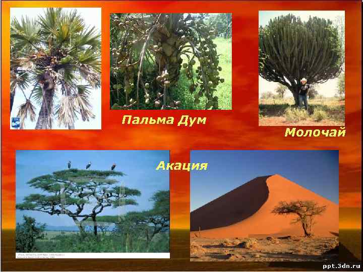 Пальма Дум Акация Молочай 