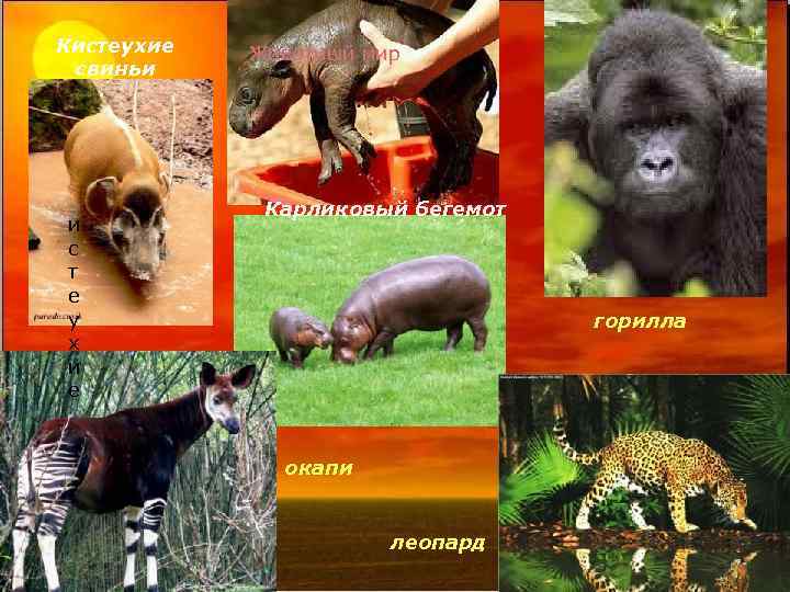 Кистеухие свиньи и с т е у х и е Животный мир Карликовый бегемот