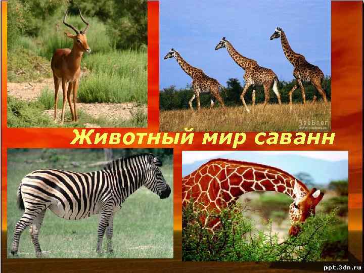 Животный мир саванн 