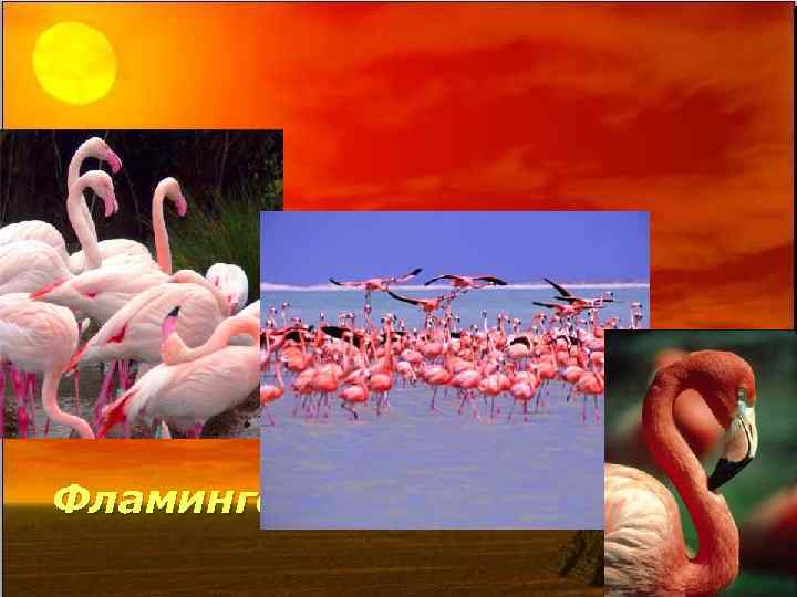 Фламинго 