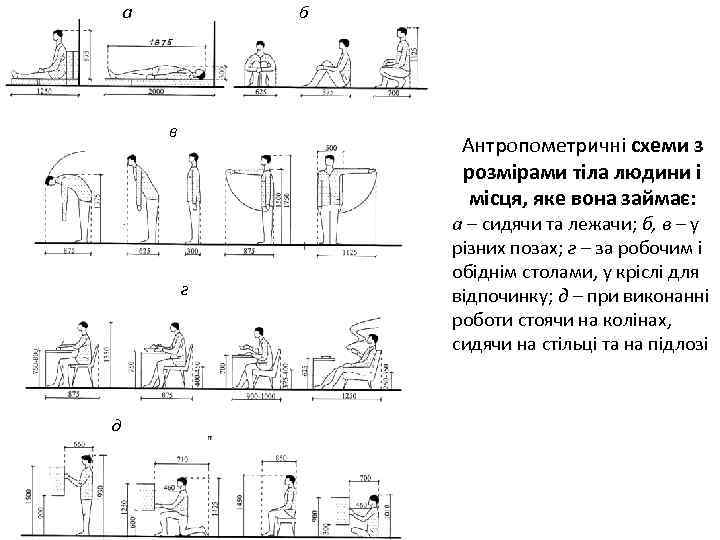 а б в Антропометричні схеми з розмірами тіла людини і місця, яке вона займає: