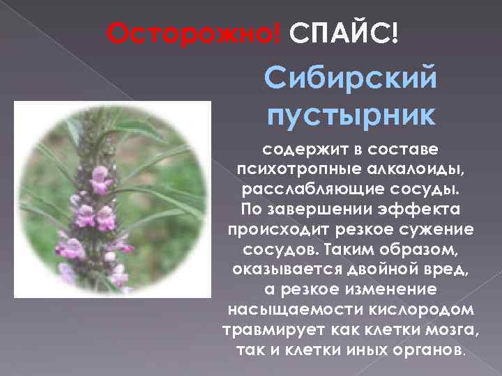 Осторожно! СПАЙС! Сибирский пустырник содержит в составе психотропные алкалоиды, расслабляющие сосуды. По завершении эффекта