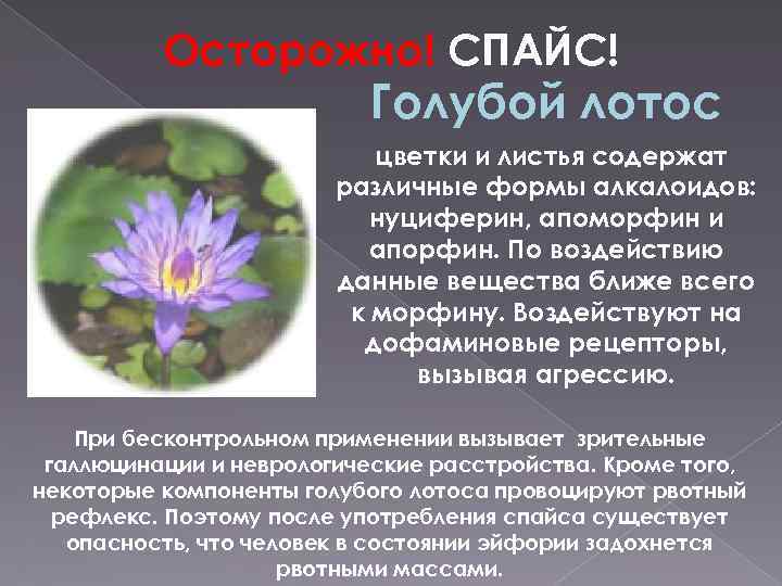 Осторожно! СПАЙС! Голубой лотос цветки и листья содержат различные формы алкалоидов: нуциферин, апоморфин и