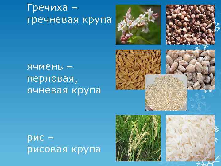 Гречиха – гречневая крупа ячмень – перловая, ячневая крупа рис – рисовая крупа 