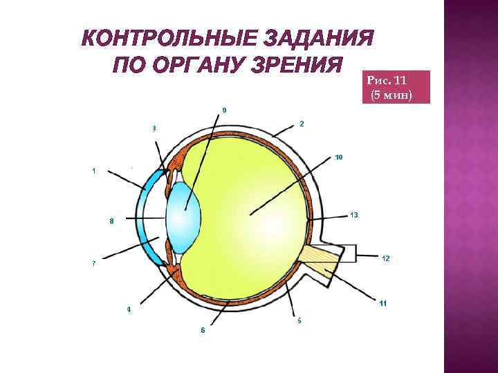 КОНТРОЛЬНЫЕ ЗАДАНИЯ ПО ОРГАНУ ЗРЕНИЯ Рис. 11 (5 мин) 