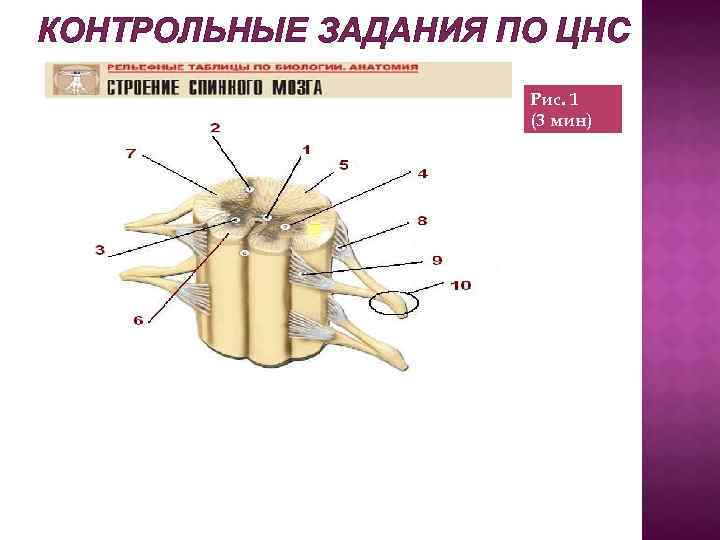 КОНТРОЛЬНЫЕ ЗАДАНИЯ ПО ЦНС Рис. 1 (3 мин) 