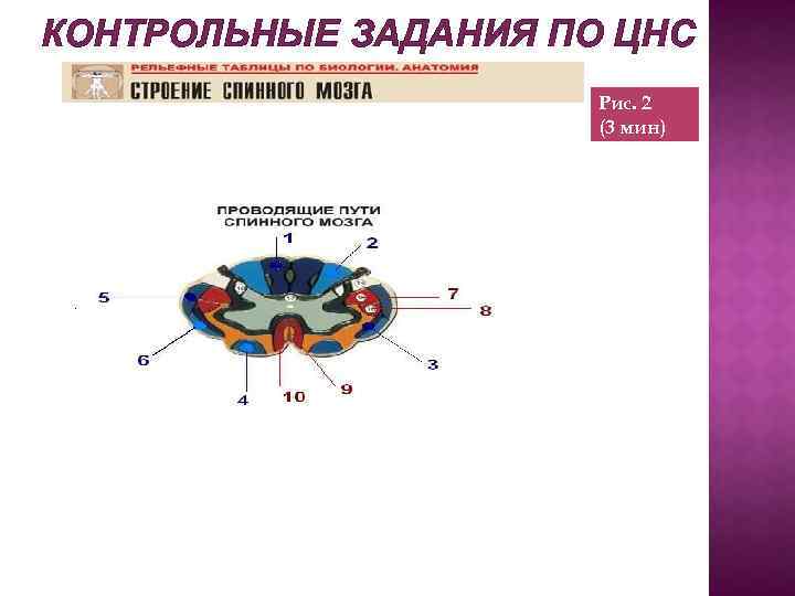 КОНТРОЛЬНЫЕ ЗАДАНИЯ ПО ЦНС Рис. 2 (3 мин) 