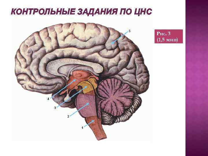 КОНТРОЛЬНЫЕ ЗАДАНИЯ ПО ЦНС Рис. 3 (1, 5 мин) 