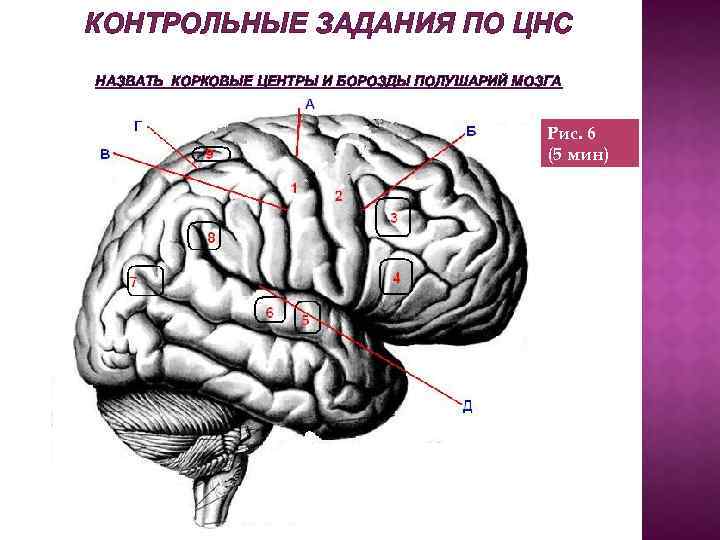 КОНТРОЛЬНЫЕ ЗАДАНИЯ ПО ЦНС НАЗВАТЬ КОРКОВЫЕ ЦЕНТРЫ И БОРОЗДЫ ПОЛУШАРИЙ МОЗГА Рис. 6 (5