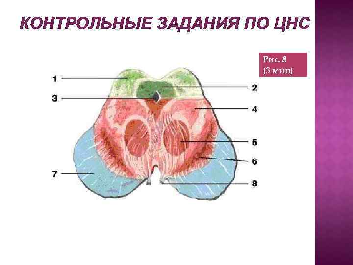 КОНТРОЛЬНЫЕ ЗАДАНИЯ ПО ЦНС Рис. 8 (3 мин) 