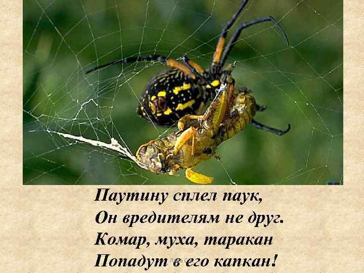 Паутину сплел паук, Он вредителям не друг. Комар, муха, таракан Попадут в его капкан!