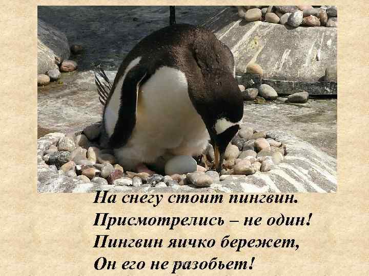 На снегу стоит пингвин. Присмотрелись – не один! Пингвин яичко бережет, Он его не