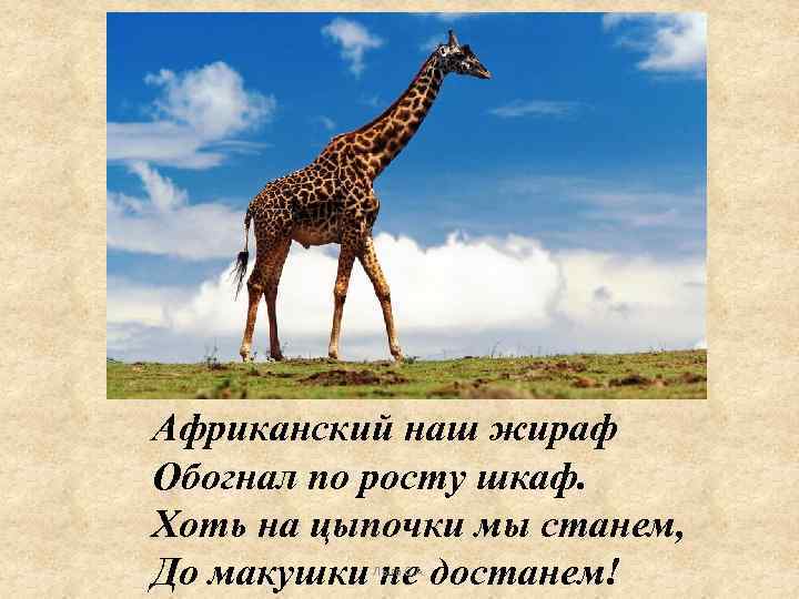 Африканский наш жираф Обогнал по росту шкаф. Хоть на цыпочки мы станем, До макушки