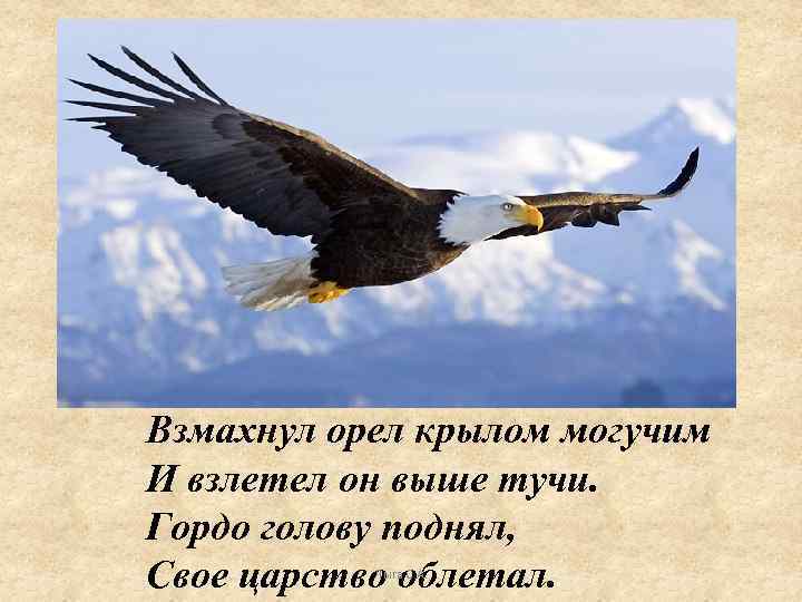 Взмахнул орел крылом могучим И взлетел он выше тучи. Гордо голову поднял, Свое царство