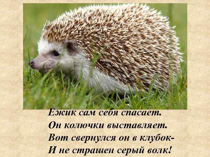 Ежик сам себя спасает. Он колючки выставляет. Вот свернулся он в клубок. И не