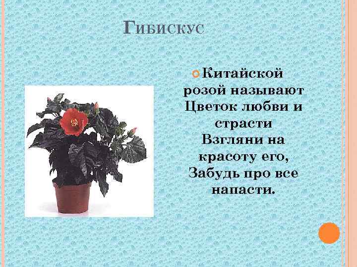 ГИБИСКУС Китайской розой называют Цветок любви и страсти Взгляни на красоту его, Забудь про