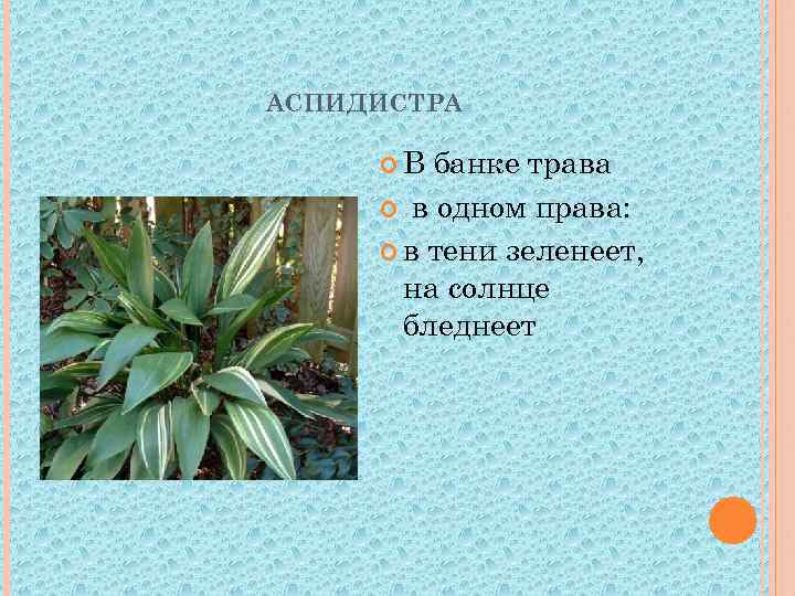 АСПИДИСТРА В банке трава в одном права: в тени зеленеет, на солнце бледнеет 