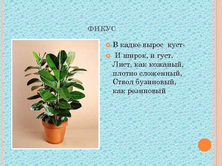 ФИКУС В кадке вырос куст И широк, и густ. Лист, как кожаный, плотно сложенный,