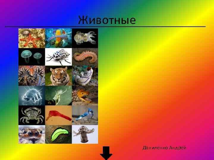 Животные Даниленко Андрей 