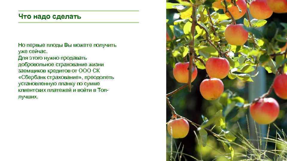 Что надо сделать Но первые плоды Вы можете получить уже сейчас. Для этого нужно