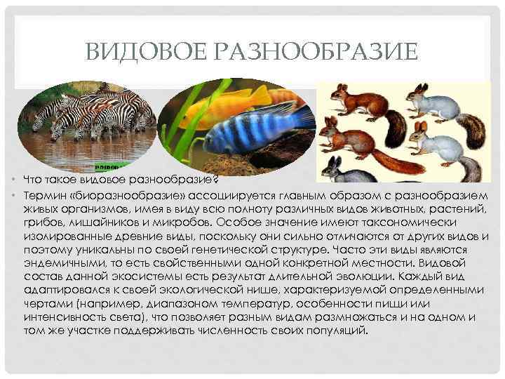 ВИДОВОЕ РАЗНООБРАЗИЕ • Что такое видовое разнообразие? • Термин «биоразнообразие» ассоциируется главным образом с