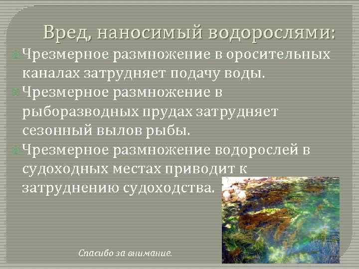 Вред, наносимый водорослями: Чрезмерное размножение в оросительных каналах затрудняет подачу воды. Чрезмерное размножение в