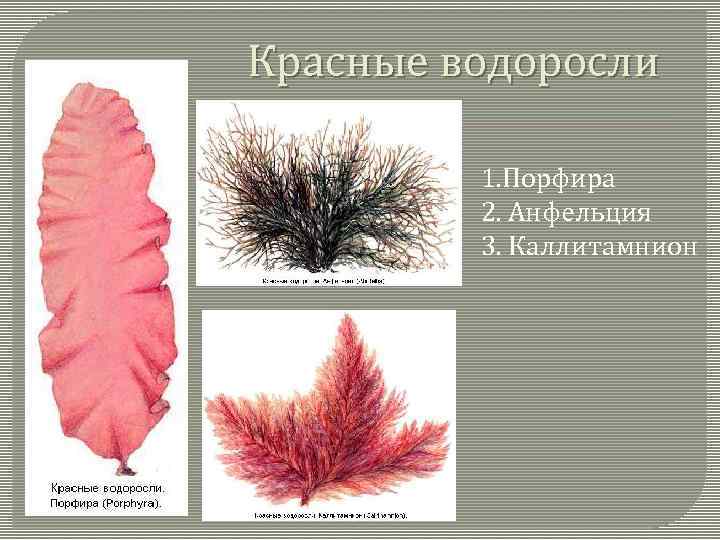 Рассмотрите изображение растений порфира пестрая