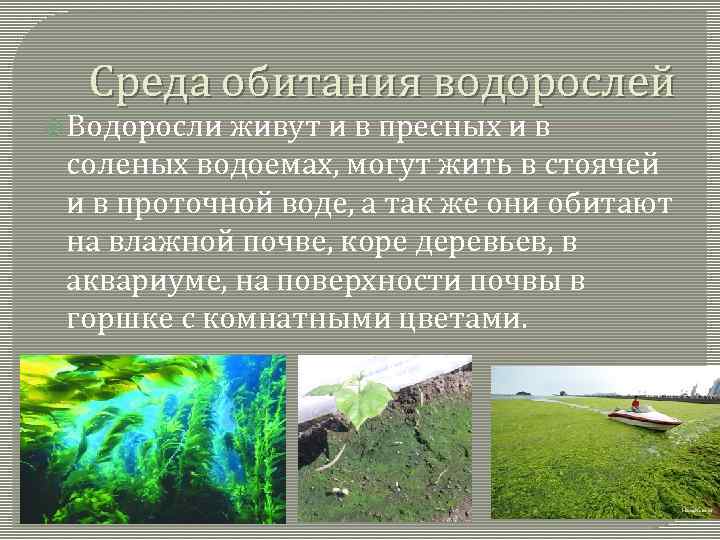 Какая среда обитания у водорослей