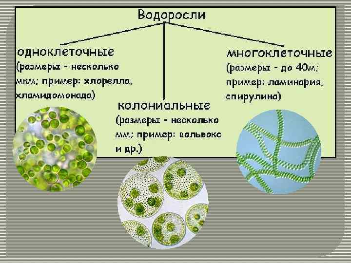 Грибы бывают одноклеточными и многоклеточными эти организмы