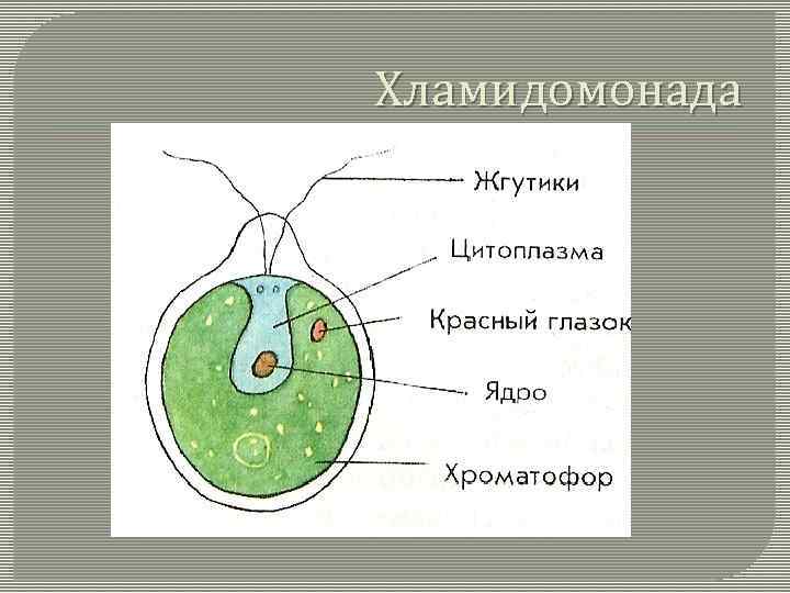 Хламидомонада 