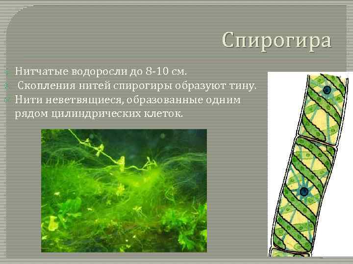 Размножение водорослей улотрикс. Спирогира зеленая нитчатая водоросль. Хроматофоры водорослей улотрикс.