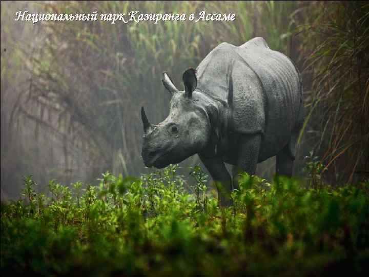 Национальный парк Казиранга в Ассаме 