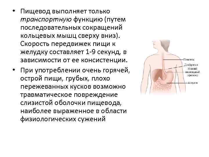  • Пищевод выполняет только транспортную функцию (путем последовательных сокращений кольцевых мышц сверху вниз).