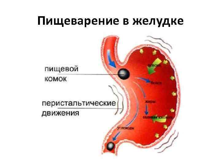 Пищеварение в желудке 