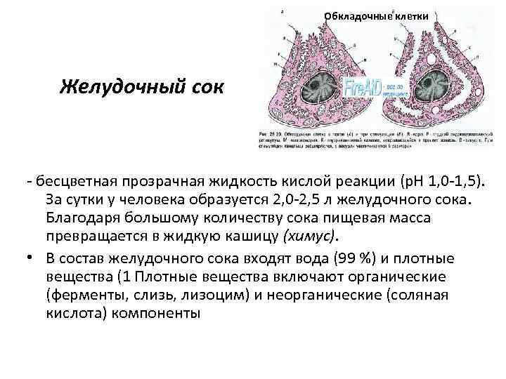 Обкладочные клетки Желудочный сок - бесцветная прозрачная жидкость кислой реакции (р. Н 1, 0