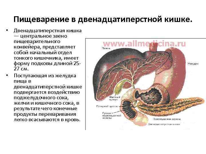 Пищеварение в двенадцатиперстной кишке. • Двенадцатиперстная кишка — центральное звено пищеварительного конвейера, представляет собой