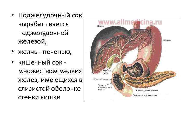  • Поджелудочный сок вырабатывается поджелудочной железой, • желчь - печенью, • кишечный сок