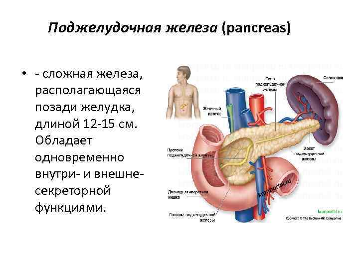 Поджелудочная железа (pancreas) • - сложная железа, располагающаяся позади желудка, длиной 12 -15 см.