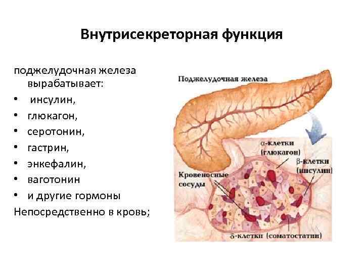 Внутрисекреторная функция поджелудочная железа вырабатывает: • инсулин, • глюкагон, • серотонин, • гастрин, •