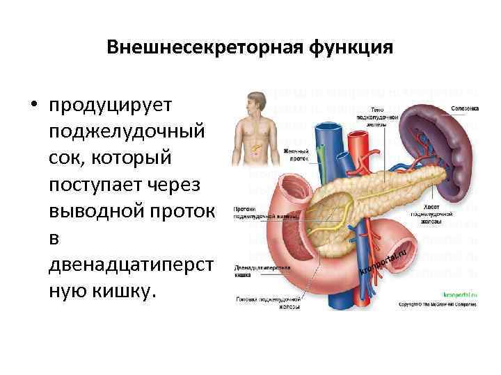 Внешнесекреторная функция • продуцирует поджелудочный сок, который поступает через выводной проток в двенадцатиперст ную