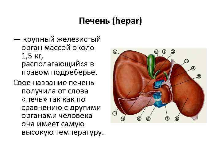 Печень (hepar) — крупный железистый орган массой около 1, 5 кг, располагающийся в правом