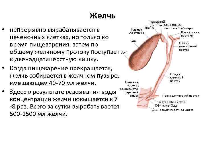 Желчь • непрерывно вырабатывается в печеночных клетках, но только во время пищеварения, затем по