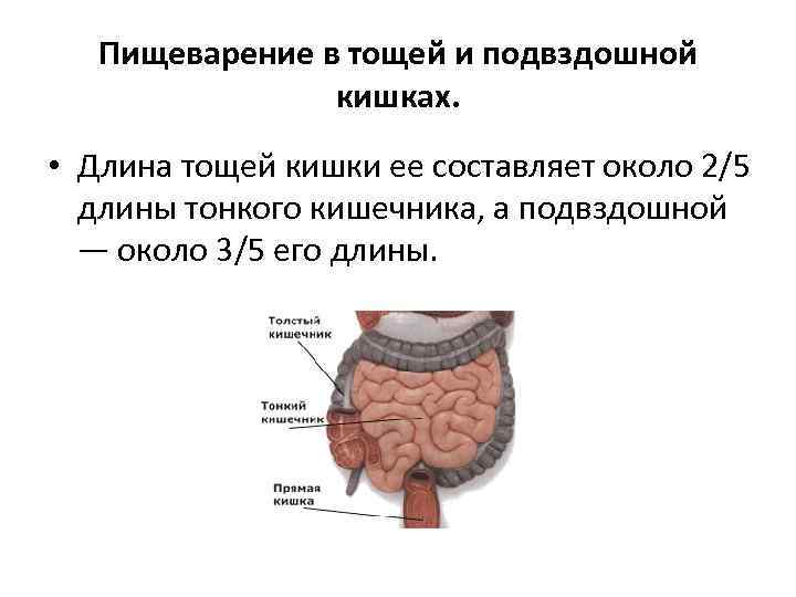 Пищеварение в тощей и подвздошной кишках. • Длина тощей кишки ее составляет около 2/5