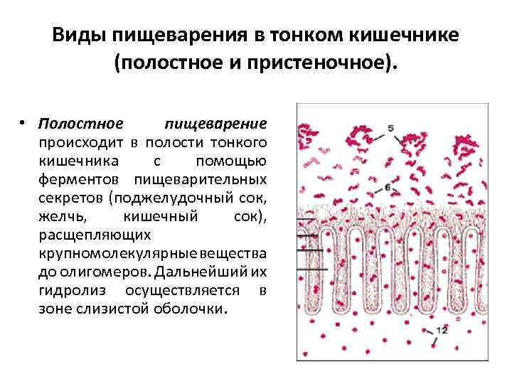 Виды пищеварения в тонком кишечнике (полостное и пристеночное). • Полостное пищеварение происходит в полости