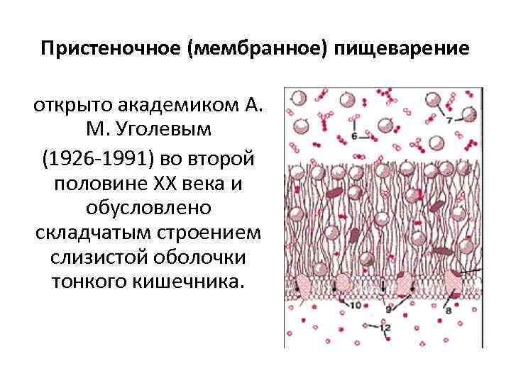 Пристеночное (мембранное) пищеварение открыто академиком А. М. Уголевым (1926 -1991) во второй половине XX