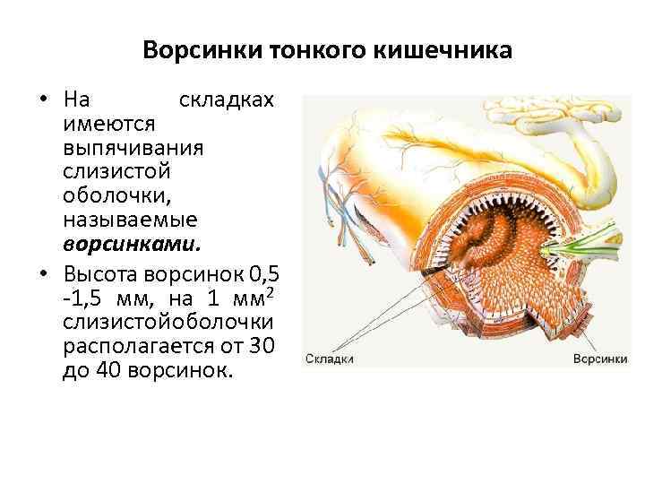 Ворсинки тонкого кишечника • На складках имеются выпячивания слизистой оболочки, называемые ворсинками. • Высота