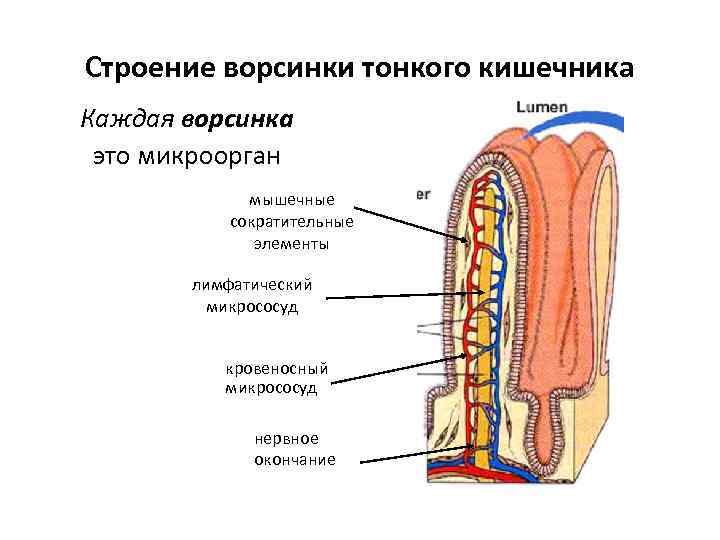 Строение ворсинки тонкого кишечника Каждая ворсинка это микроорган мышечные сократительные элементы лимфатический микрососуд кровеносный