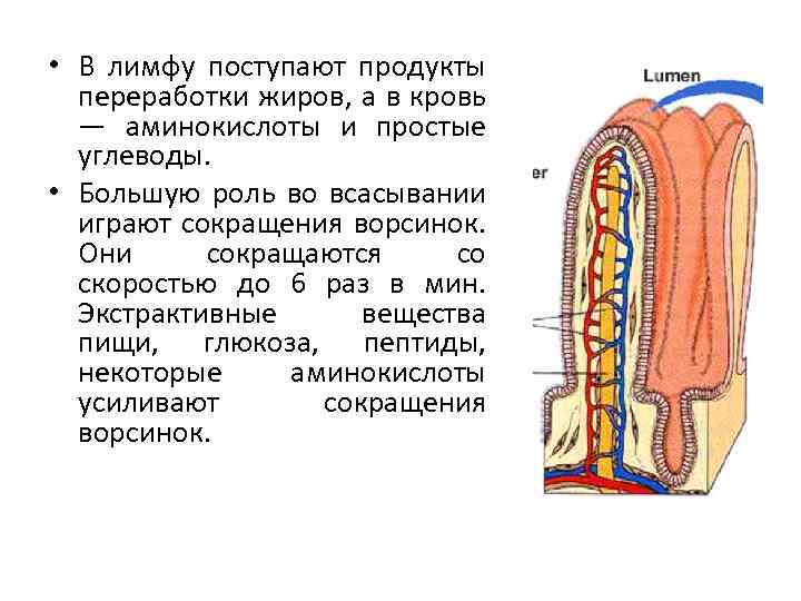  • В лимфу поступают продукты переработки жиров, а в кровь — аминокислоты и