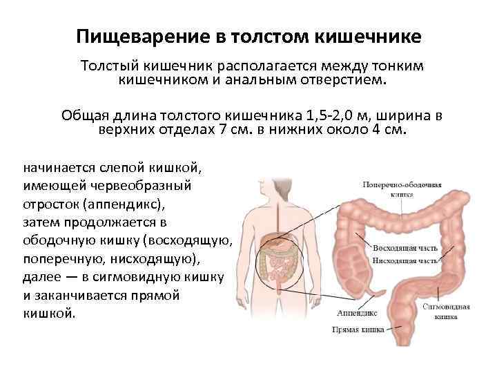 Пищеварение в толстом кишечнике Толстый кишечник располагается между тонким кишечником и анальным отверстием. Общая