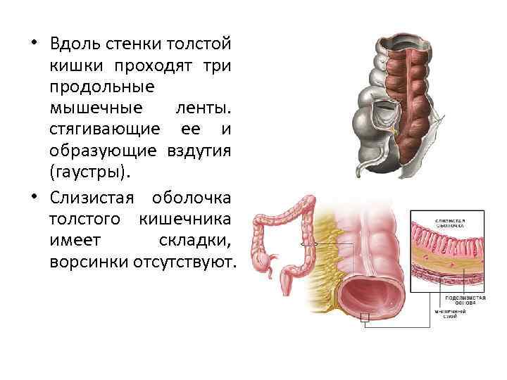  • Вдоль стенки толстой кишки проходят три продольные мышечные ленты. стягивающие ее и